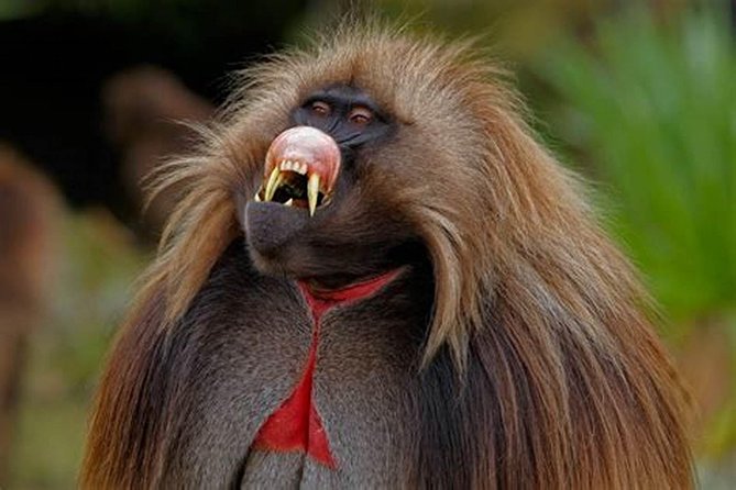 02 Days Addis Ababa & Debre Libanos Monastery, Baboons & Portuguese bridge - Day one begins with Lucy and Ethiopia’s early story