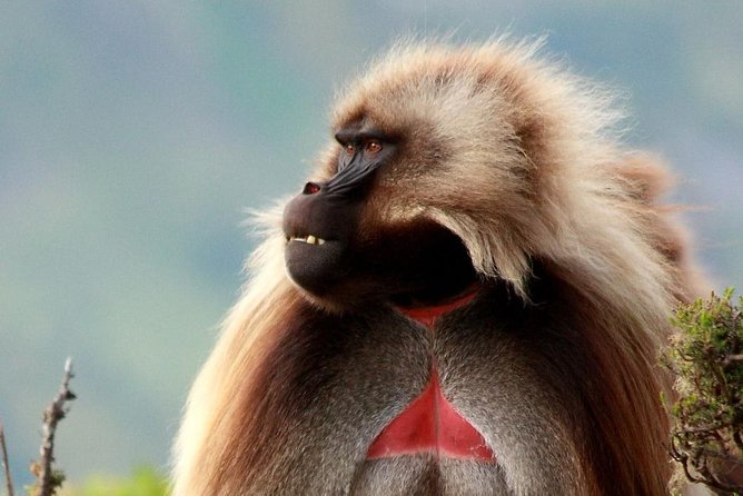 02 Days Addis Ababa & Debre Libanos Monastery, Baboons & Portuguese bridge - Chiromeda Market leads toward Mount Entoto