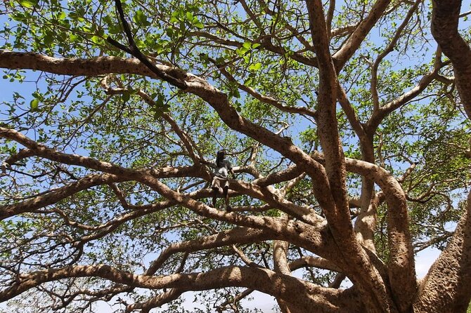 12- Day Historical Route of Ethiopia - Day 2: Lake Tana monasteries and Tisissat Falls