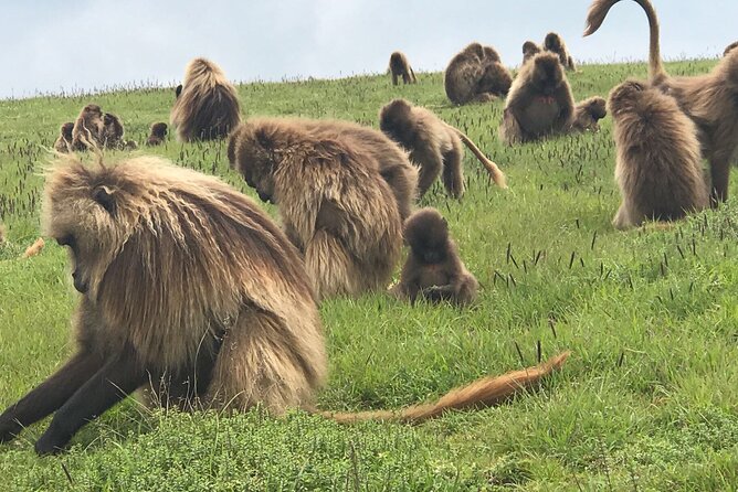 12 Days Ethiopia Tour - The long road to Lalibela