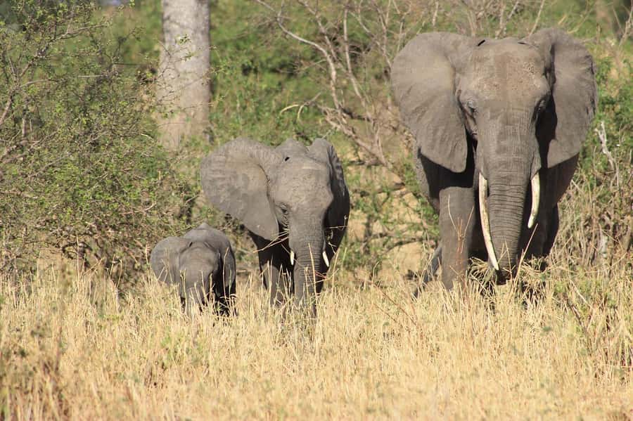 1Night/2 Days Omo Valley Tribal Tours: From Jinka - Day 1: Flying from Addis Ababa to Jinka