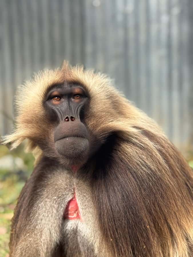 2 days Addis Ababa + Monastery, Baboons & Portuguese bridge - Key points to know before booking