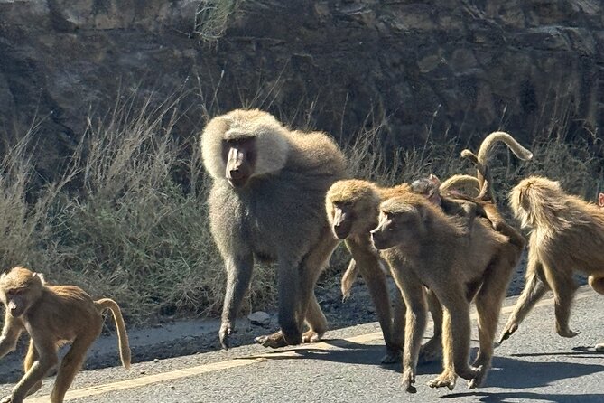 .2- Days and 1 Night Tour To Awash National Park water falls - Wildlife in the acacia and grassland