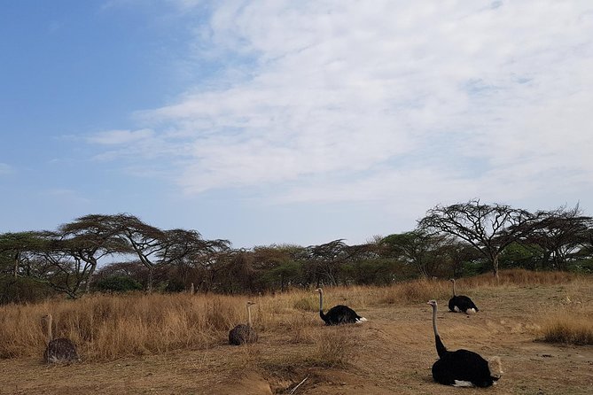 2 Days Ethiopian Rift Valley Lakes Tour from Addis Ababa - From Addis Ababa to Tiya’s carved stones