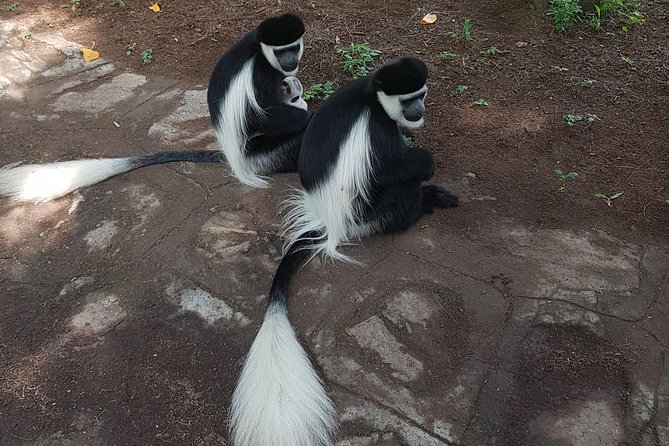 2 Days Ethiopian Rift Valley Lakes Tour from Addis Ababa - Shashemene and Ethiopia’s Rastafarian connection