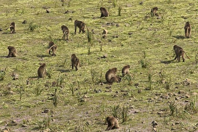 2 Days Simien Mountains Trekking - The road problem and how to prepare