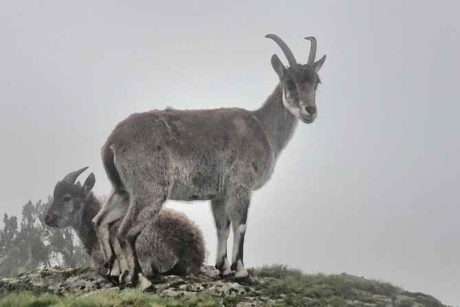 2 Days Simien Mountains Trekking - Who will like this two-day trek?