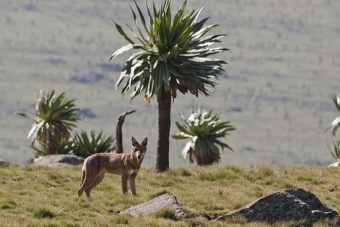 2 Days Simien Mountains Trekking - Day one: from Gondar to Debark and the northern escarpment