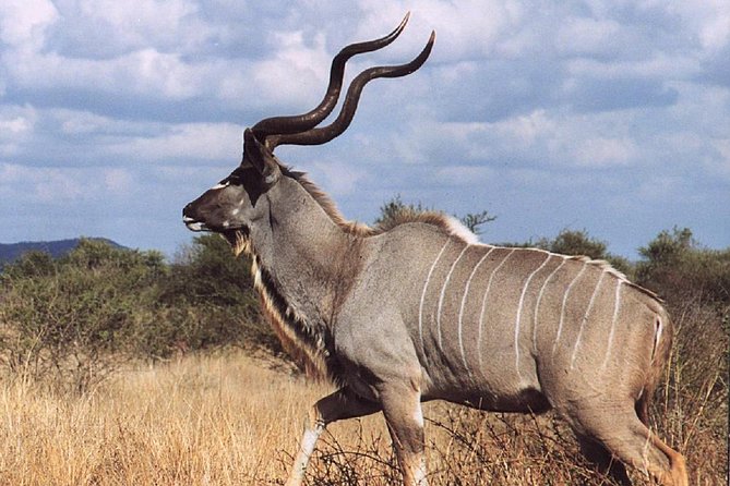 2 Days Wildlife Safari to Awash National Park - Afternoon wildlife on the Ilala Sala Plain