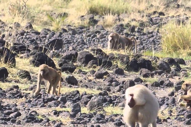 2 Days Wildlife Safari to Awash National Park - Overnight at Genet Hotel