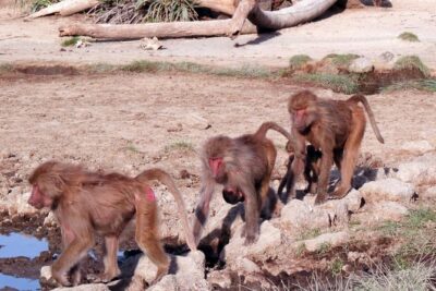 2 Days Wildlife Safari to Awash National Park