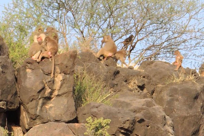 2 Days Wildlife Safari to Awash National Park - The early morning game drive