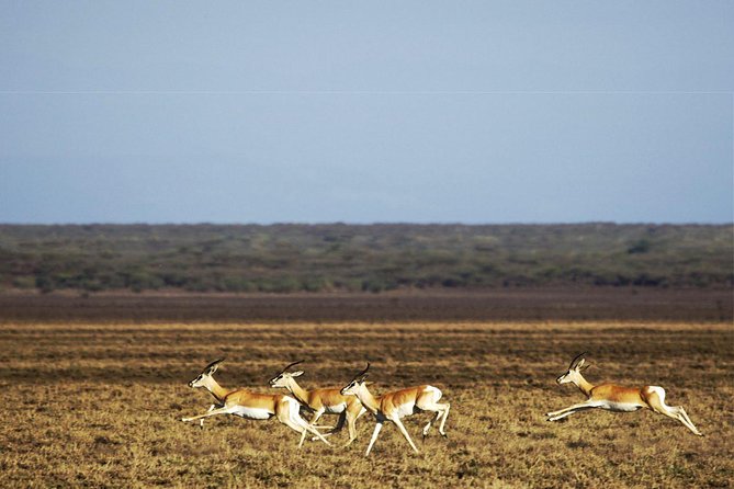 2 Days Wildlife Safari to Awash National Park - Sodere hot springs and river wildlife