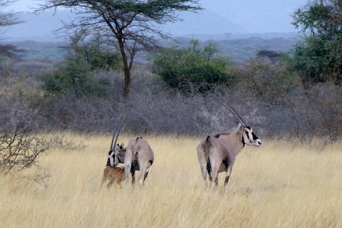 2 Days Wildlife Safari to Awash National Park - Is $358.98 good value?
