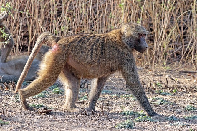 2 Days Wildlife Safari to Awash National Park - The important security and scheduling warning