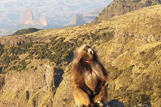 2 Nights 3 Days Trek to Semien Mountain - Key Things to Know Before You Book