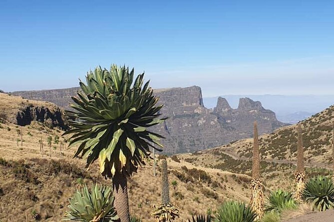 2 Nights 3 Days Trek to Semien Mountain - Guide Support and the Personal Touch