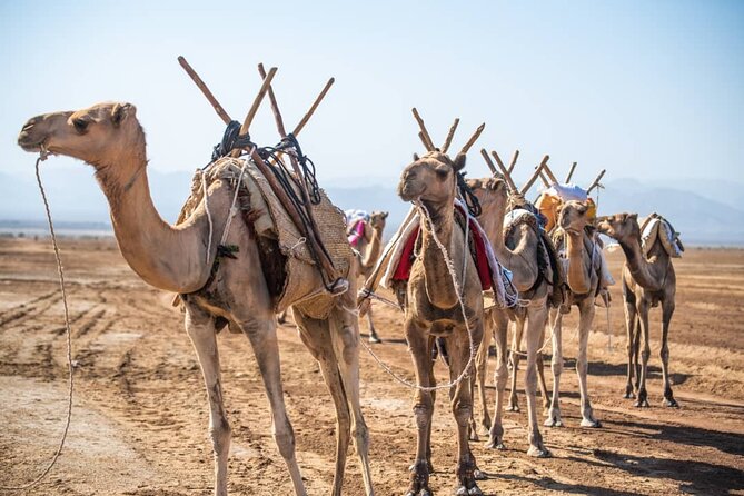 3 Day Danakil Depression Ertale and Dallol Tours - Why the Danakil Depression feels so different