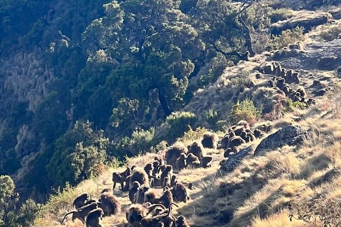3 Day Simien Mountains Tours - Day 2: Gelada baboons and the drop at Jinbar Falls