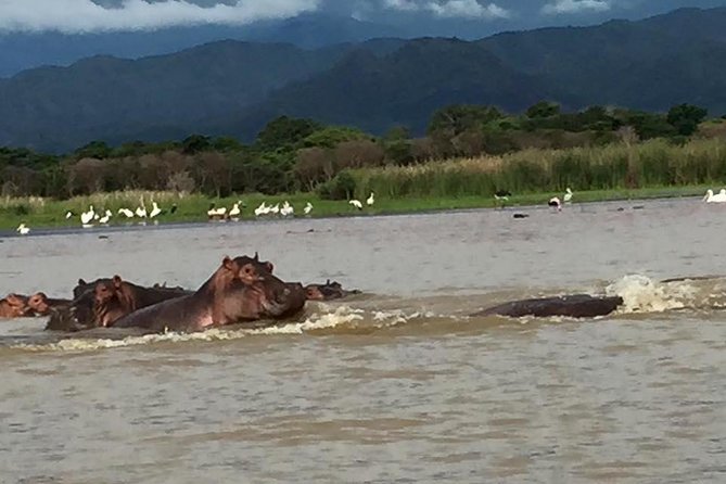 3 days, Arba Minch and Dorze - Day 2: Crocodiles and hippos on Lake Chamo