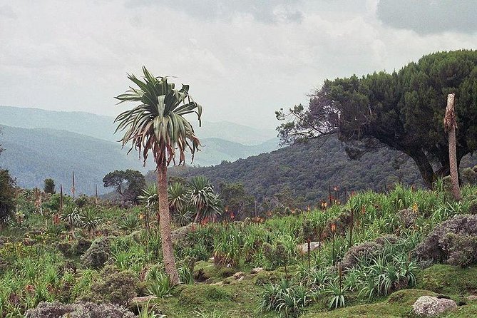 3 Days Bale Mountains Trekking - Key points before you book