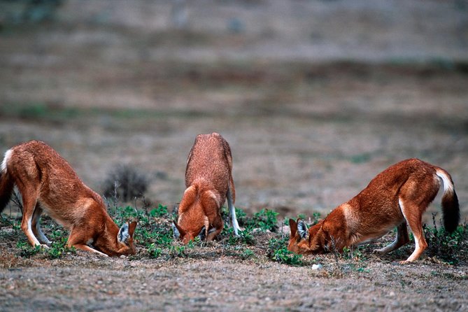 3 Days Bale Mountains Trekking - The guide can shape the whole experience