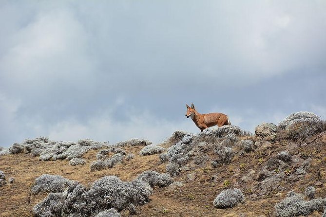 3 Days Bale Mountains Trekking - Physical demands, altitude, and practical preparation