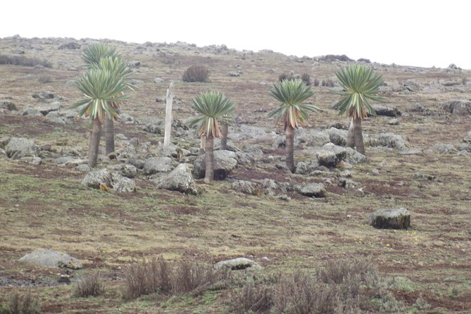 3 Days Bale Mountains trekking - Practical preparation for a high-altitude road trip