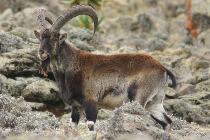 3 Days Simien Mountains Trekking - Practical planning before you book