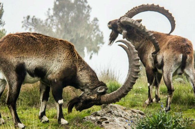 3 Days Trekking Simien Mountains Tours - Day one: Gondar, Debark, and the walk to Sankabar