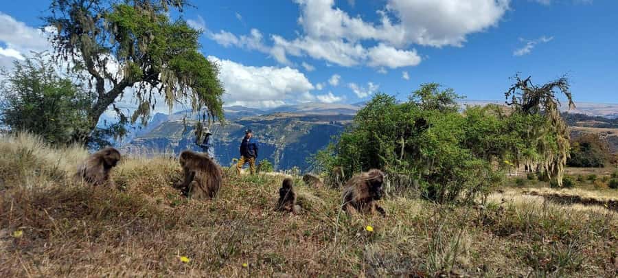 3 Days Trekking & Wildlife Spotting in the Simien Mountains - What $295 per person really buys