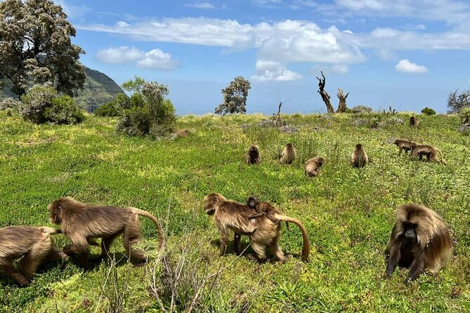 4 Day Trekking Simien Mountains - Key points to know before you go