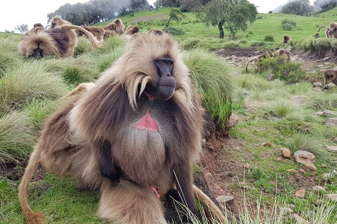 4 Day Trekking Simien Mountains - Is the $450 price good value?