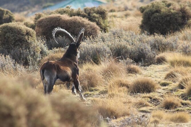4 Day Trekking Simien Mountains - Day 1: Debark, park permits, and an easy start at Sankaber