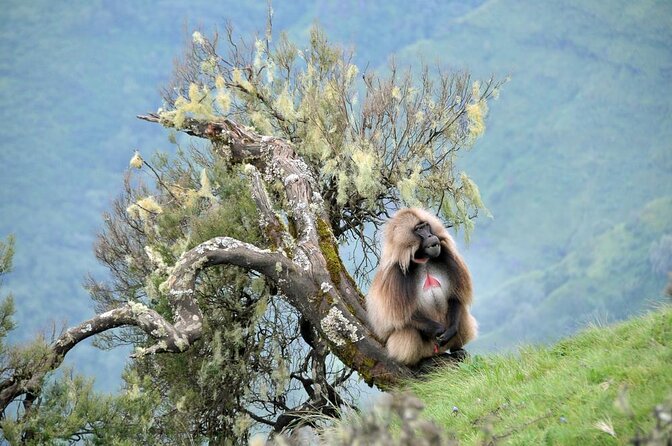 5 Day Addis,Bahir Dar,Gondar,Simien Mountains and Lalibela Tours - Key Points Before You Book