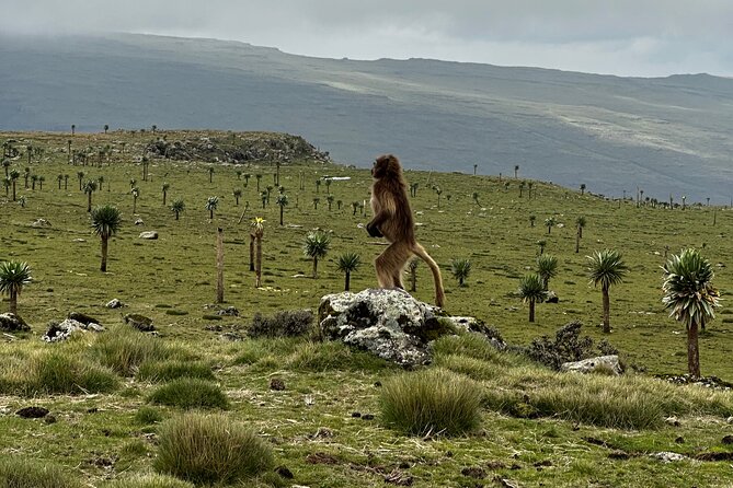 5-Day Northern Ethiopia Tour : 3D Simien Mountains Trek & Axum. - Sankober to Geech beside the Jinbar waterfalls