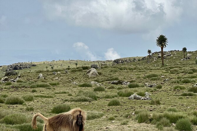 5-Day Northern Ethiopia Tour : 3D Simien Mountains Trek & Axum. - Imet Gogo at 3,926 meters and the final push to Chenek
