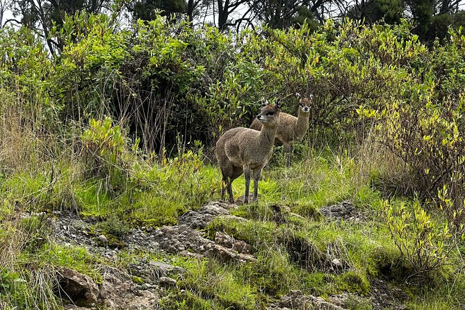5-Day Northern Ethiopia Tour : 3D Simien Mountains Trek & Axum. - What the $471.80 price really covers