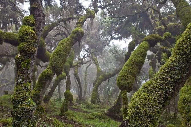 6 Days Bale Mountains Trekking - Key things to know before hiking Bale Mountains