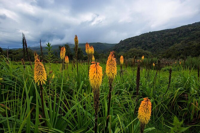 6 Days Bale Mountains Trekking - Day 3: Mararo Valley and the Wasema camp