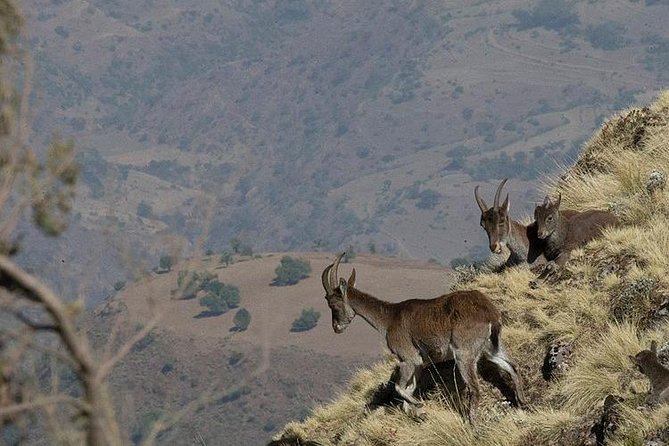 6 Days tour Package (Simien Mountains, Lalibela, and Danakil Depression) - Day 5: Lake Afrera as an optional extra