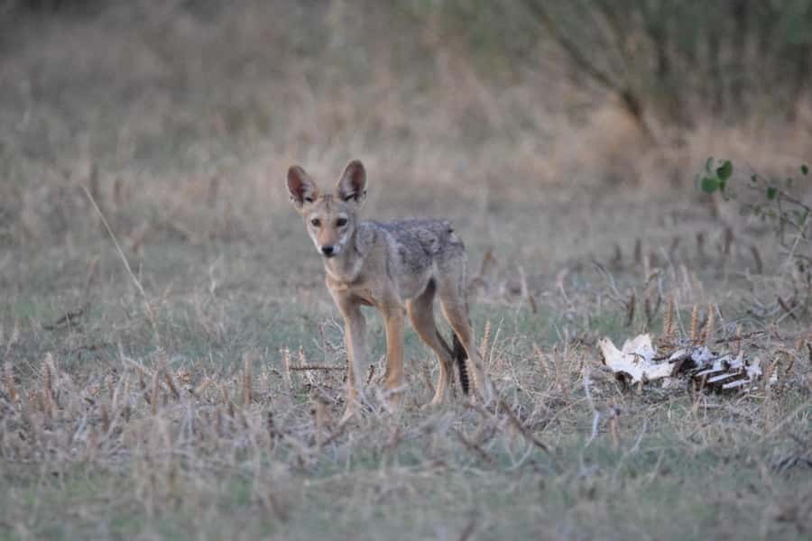 Addis Ababa: Awash National Park 2-Day Wildlife Safari - Key points at a glance