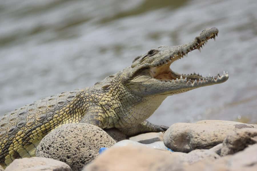Addis Ababa: Awash National Park 2-Day Wildlife Safari - From Addis Ababa to the volcanic Rift Valley
