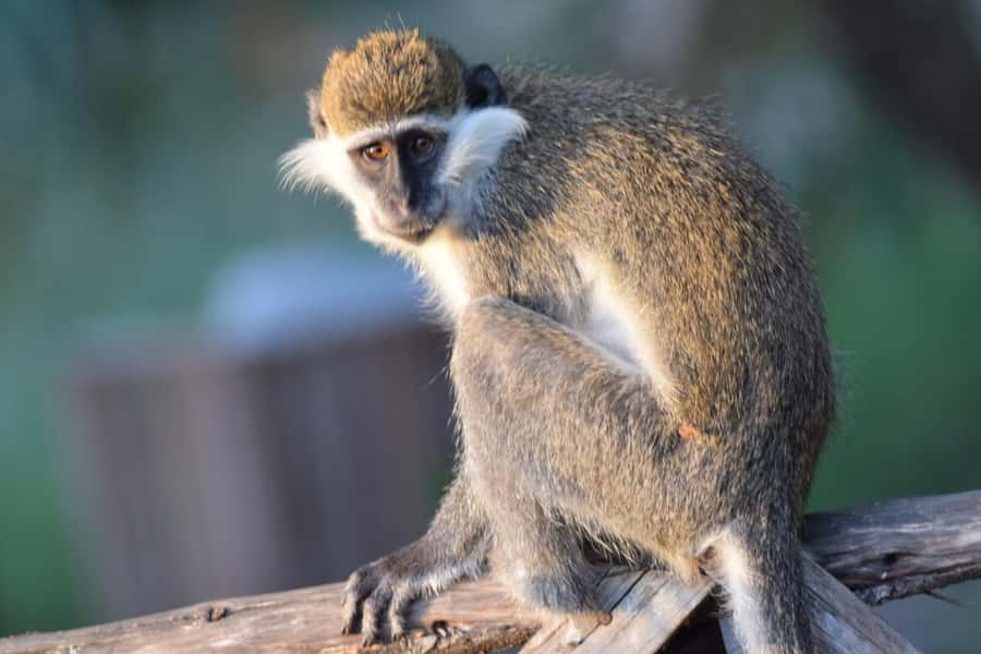 Addis Ababa: Awash National Park 2-Day Wildlife Safari - Awash National Park and the power of the falls