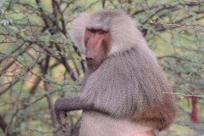 Awash National Park 2-Day Wildlife Safari