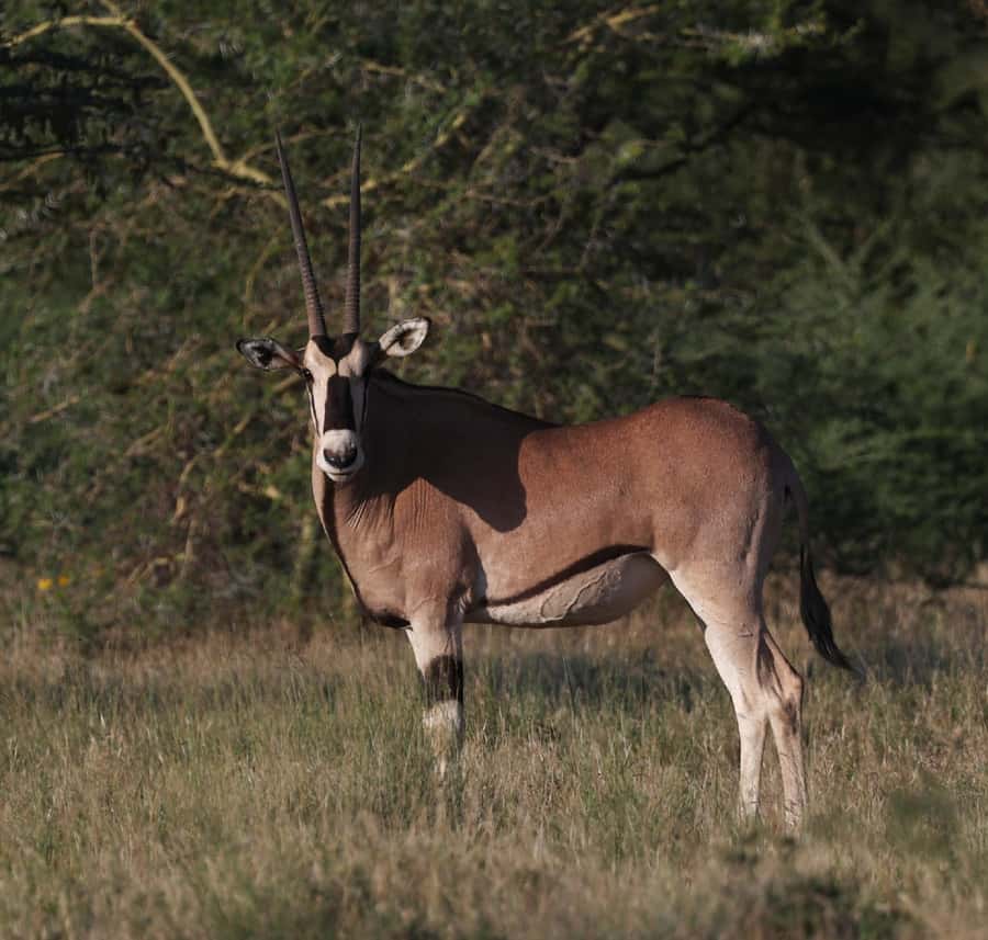 Addis Ababa: Awash National Park 2-Day Wildlife Safari - Why the night game drive feels different