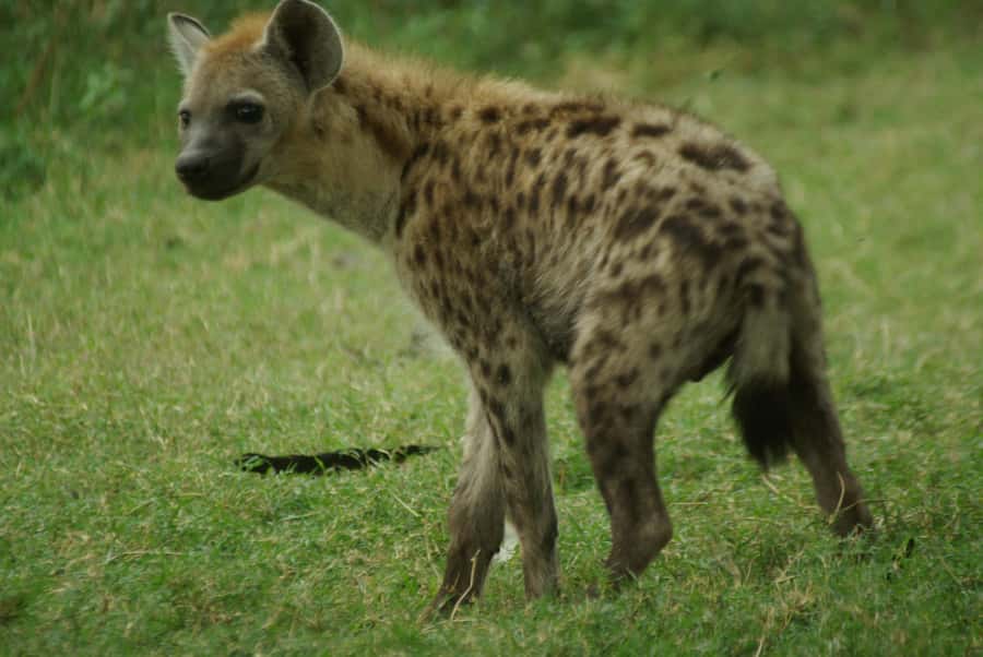Addis Ababa: Awash National Park 2-Day Wildlife Safari - How to prepare for two days outside