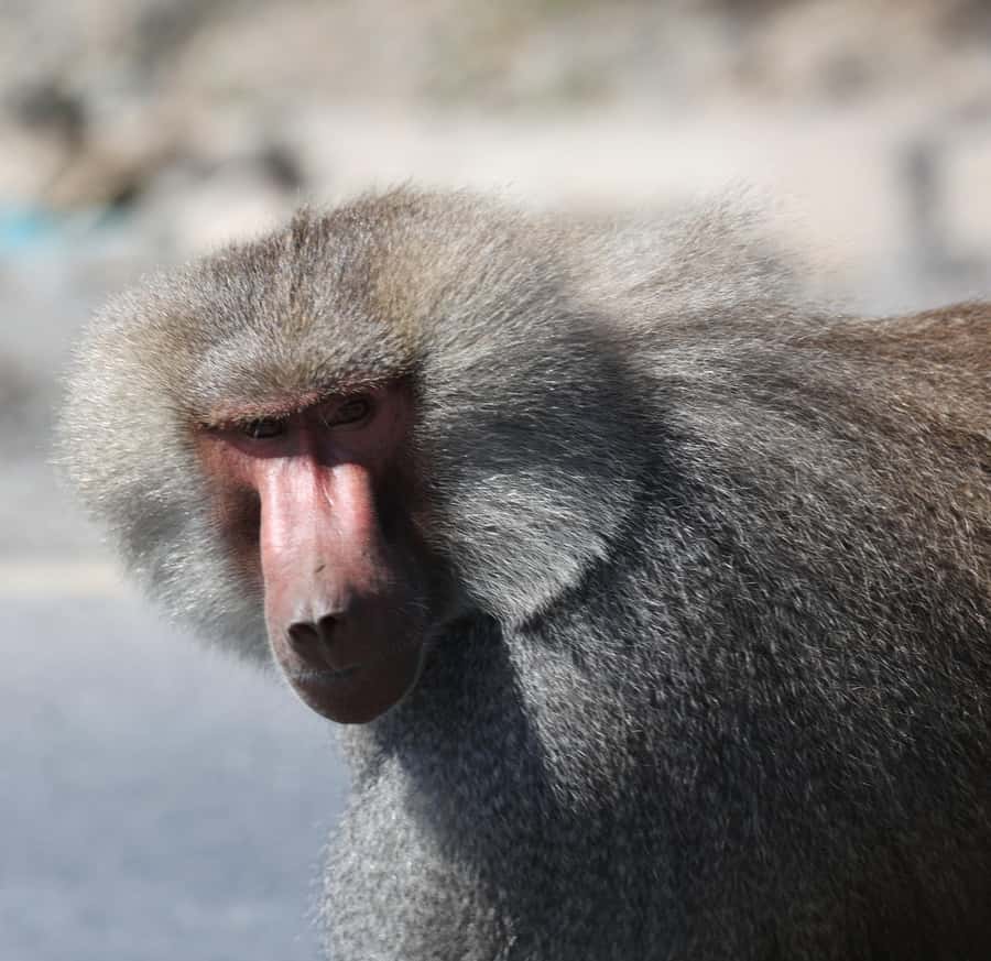 Addis Ababa: Awash National Park 2-Day Wildlife Safari - Should you book the Awash safari?