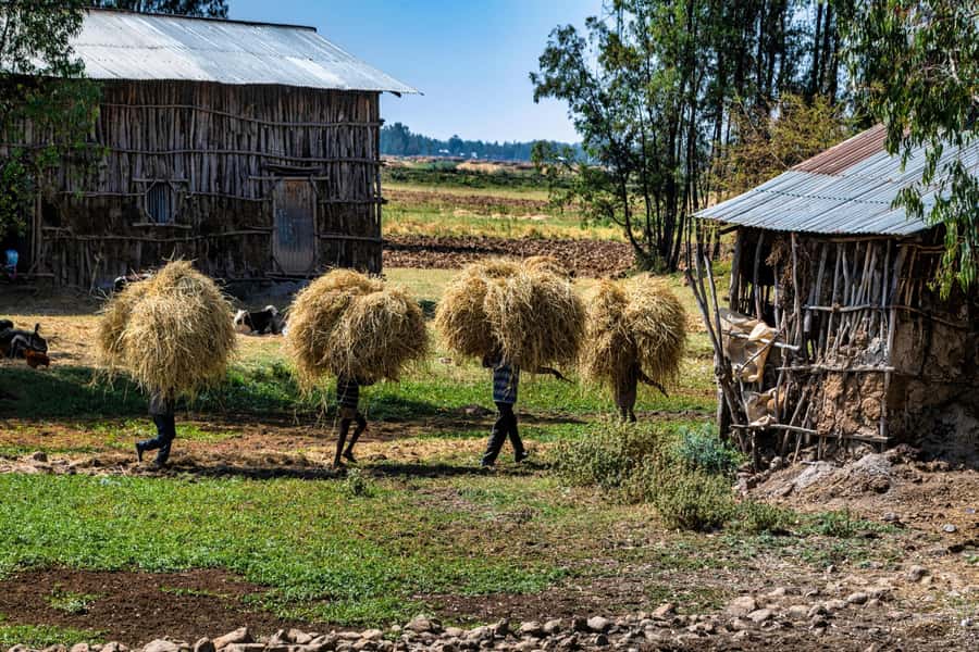 Addis Ababa Day Trip to Debre Libanos - Key points before you book