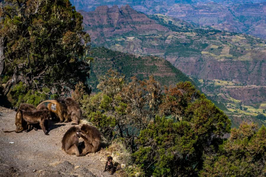 Addis Ababa Day Trip to Debre Libanos - Visiting Teklehaimanot Monastery Church